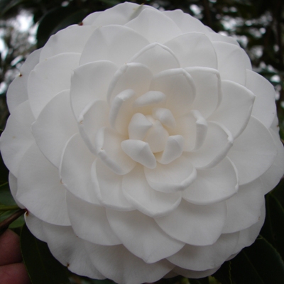 Columbia Show Results - Fall 2024 | American Camellia Society